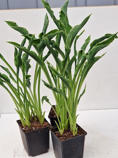 Herzblatt-Lilie Hosta cultorum 'Praying Hands' P11 im Topf, aufrechte schmale grüne Blätter mit dunkleren Adern