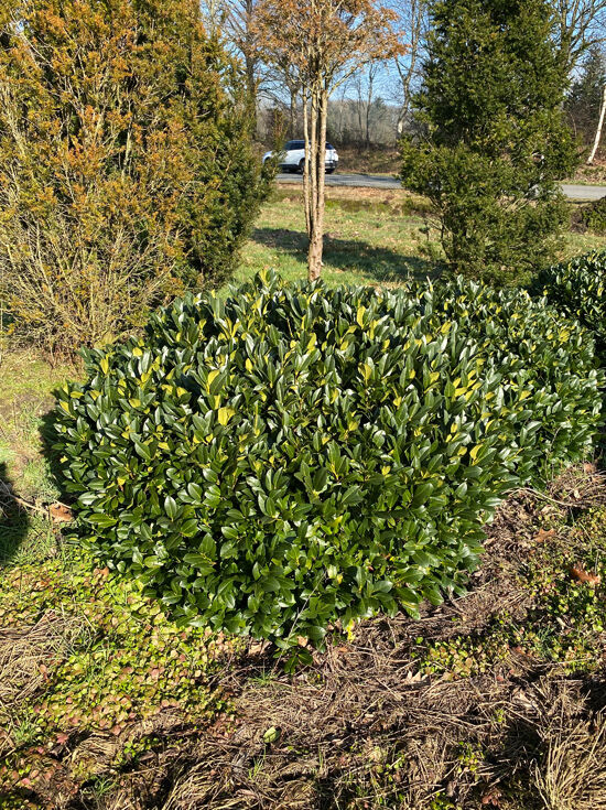 philodendron emerald green Philodendron Emerald King Reverted main image 1