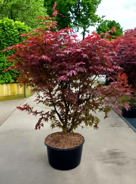 Japanischer Blut-Ahorn Acer palmatum 'Bloodgood', rotes Laub, im Container C130, ca. 200–250 cm, mehrstämmig gewachsen