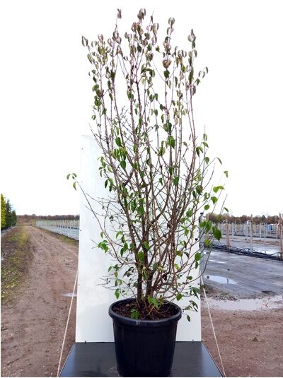 Cornus mas (Kornelkirsche) mehrstämmiger Strauch im Container C80, 250–300 cm, mit grünen Blättern und feinen Zweigen