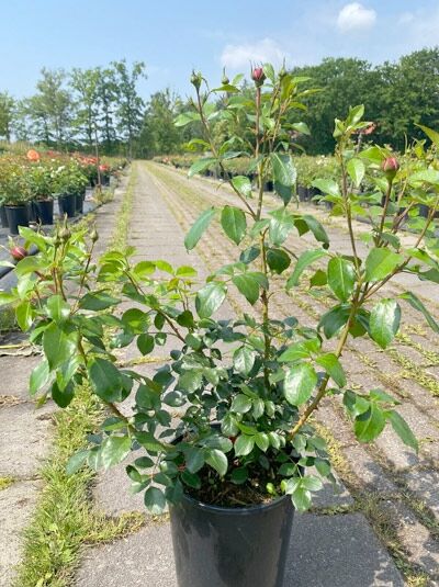 Rosa 'Out of Rosenheim' ®, Beetrose 'Out of Rosenheim' ® C5 im Topf mit grünem Laub und mehreren rosafarbenen Knospen.