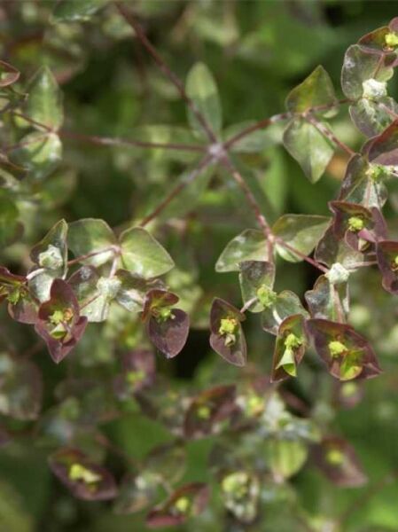 Euphorbia dulcis 'Chamaeleon' / Süße Wolfsmilch