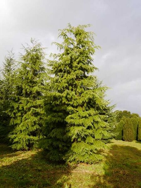 Tsuga canadensis / Kanadische Hemlocktanne 500-600 cm m. Db., Solitär, immergrüner Nadelbaum mit dichtem, kegelförmigem Wuchs