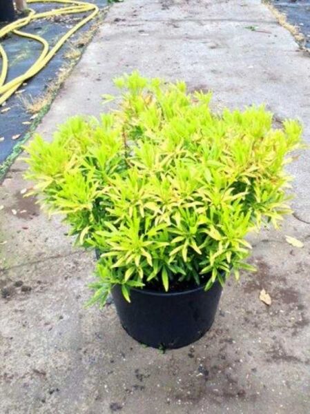 Orangenblume 'Aztec Gold' / Orangenblume 'Aztec Gold'