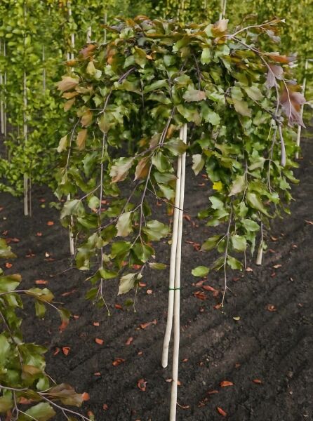 Hänge-Blut-Buche (Fagus sylvatica 'Purpurea Pendula') Hochstamm 12-14 StU mit hängender Krone und purpurgrünen Blättern.