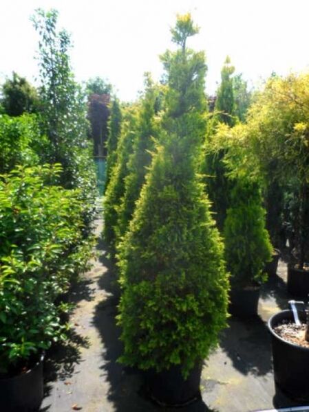 Leyland Zypresse 'Gold Rider' (Cupressocyparis leylandii) 175-200 cm C40, goldgrüner, kegelförmiger Nadelbaum im Container