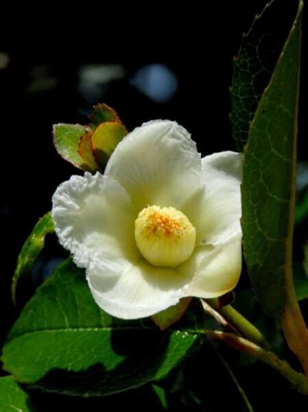 Stewartia sinensis (gemmata) / Scheinkamelie