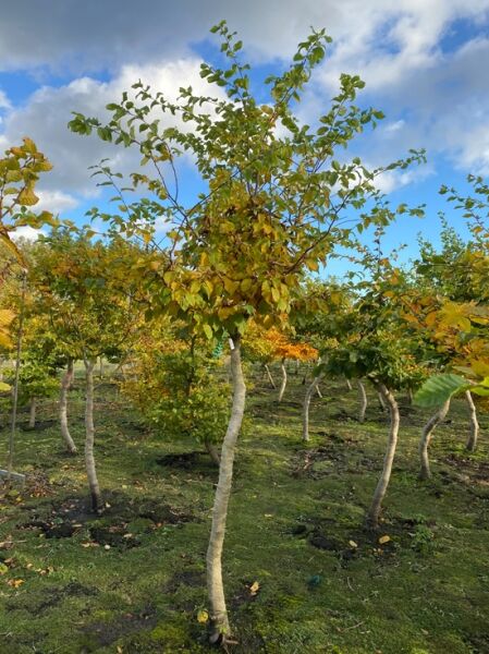Hainbuche / Charakterbaum / Savannenbaum Carpinus betulus