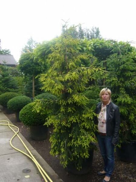 Picea orientalis 'Aurea' / Orientalische Gold-Fichte 200-250 cm C90, im Container, mit gelbgrünen Nadeln und aufrechtem Wuchs.