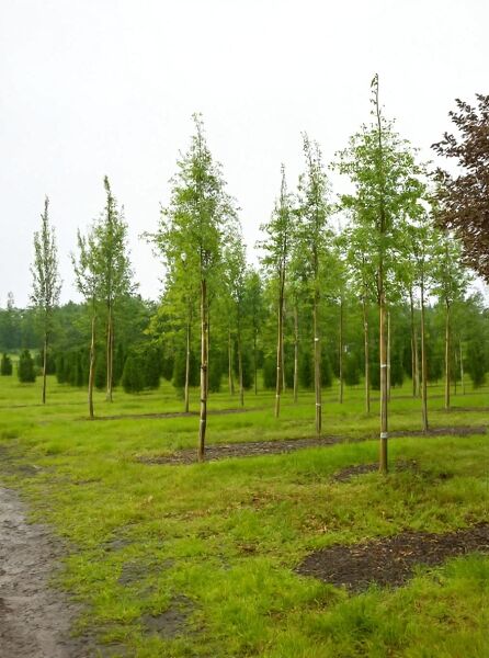 Gleditsia triacanthos (Dreidorniger Lederhülsenbaum), Hochstamm 12-14 StU mit Drahtballen, junger Baum im Feldkulturanbau.
