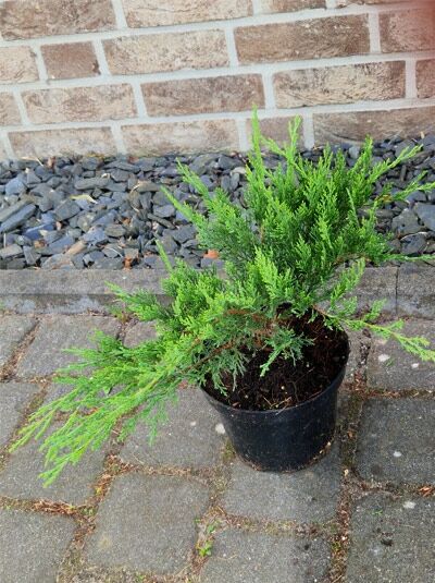 Juniperus sabina 'Rockery Gem' / Sadebaum 'Rockery Gem' 20-30 cm breit C3 im schwarzen Pflanztopf, bodendeckender Wuchs