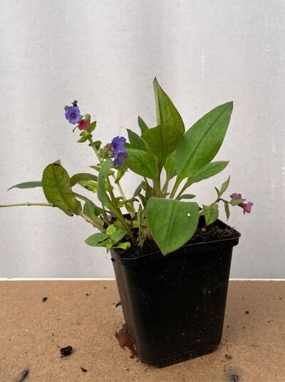 Schmalblättriges Garten-Lungenkraut 'Blue Ensign' - Pulmonaria dacica 'Blue Ensign'