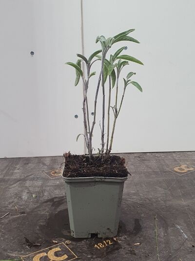 Echter Salbei (Salvia officinalis) im Pflanztopf P9, aufrechter Wuchs mit schmalen grünen Blättern.