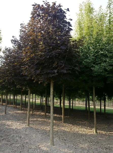 Spitz-Ahorn Acer platanoides 'Crimson Sentry' Hochstamm 16-18 StU, schlanke Krone mit dunkelrotem Laub.
