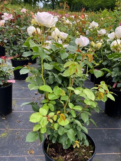 Strauchrose Rosa „Herzogin Christiana“®, im C5-Topf, aufrechter Strauch mit hellrosa bis cremefarbenen Blüten und grünem Laub.