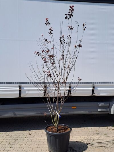Blut-Pflaume 'Nigra' 250-300 cm mehrstämmig / Prunus cerasifera 'Nigra' (874264)