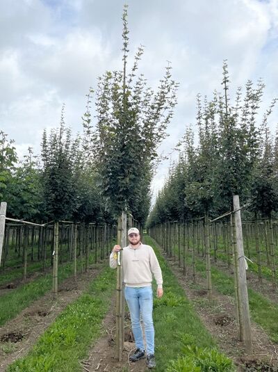 Feld-Ahorn ' Huibers Elegant' / Feld-Ahorn ' Huibers Elegant'