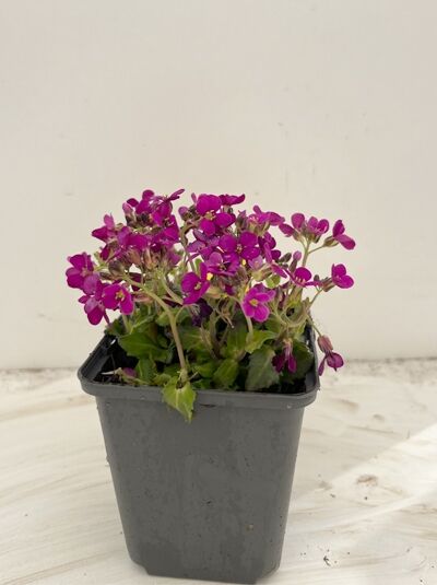 Garten-Gänsekresse - Arabis blepharophylla