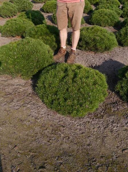 Pinus mugo pumilio / Zwerg-Kiefer 80-100 cm (breit) m. Db., kugelig wachsender Solitär mit dichtem, grünem Nadelpolster