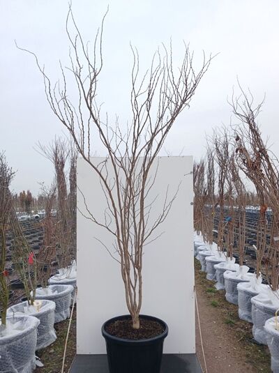 Weißblühender chinesischer Judasbaum 'Shirobana' / Cercis chinensis 'Shirobana'