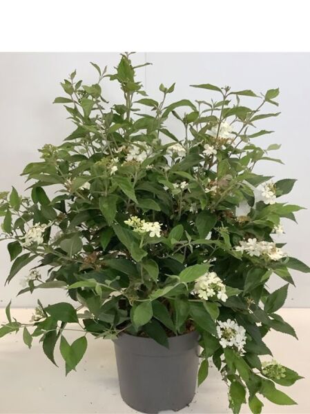 Japanischer Zwerg-Schneeball 'Watanabe' / Japanischer Zwerg-Schneeball 'Watanabe'