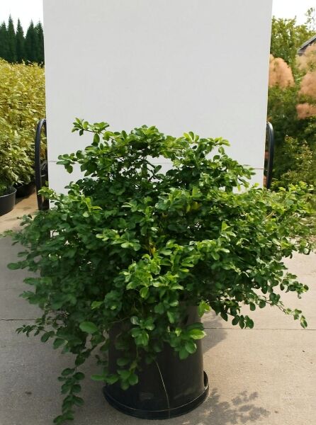 Zierquitte Chaenomeles superba 'Jet Trail' 80-100 cm C20, buschiger Strauch im Container mit dichtem grünem Laub.