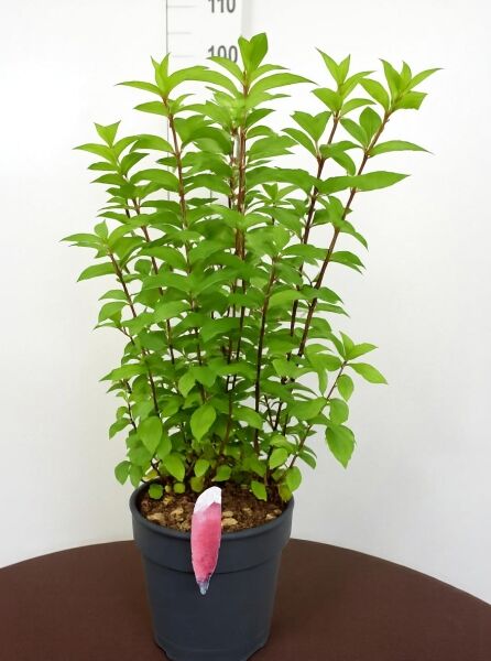 Rispen-Hortensie Hydrangea paniculata 'Sundae Fraise ®', 80–100 cm, C15, im Topf mit grünem Laub und mehreren Trieben.