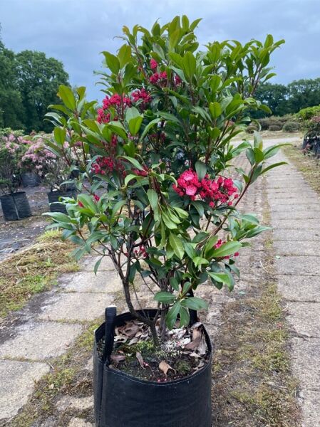 Kalmia latifolia 'Leuchtfeuer' (Lorbeerrose/Berglorbeer) 70–80 cm, Solitärpflanze im Topf mit grünen Blättern und rosa Blütenständen
