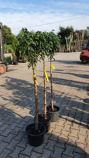 Portugiesischer Kirschlorbeer 'Angustifolia' 'Hochstamm' - Prunus  lusitanica 'Angustifolia 'Hochstamm'