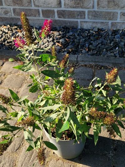 Zwerg-Sommerflieder Buddleja 'Buzz® Wine' im Topf, grünes Laub und aufrechte Blütenrispen in Weinrot und Rosa.