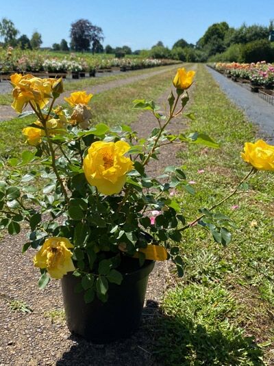 Beetrose Rosa 'Here Comes the Sun'®, Sorte 'Here Comes the Sun'®, im C5-Topf mit gelben Blüten und grünem Laub.