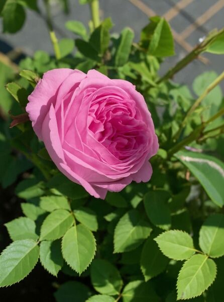 Englische Rose (Rosa 'Louise Odier') mit gefüllter, rosa Blüte und grünem Laub am Trieb