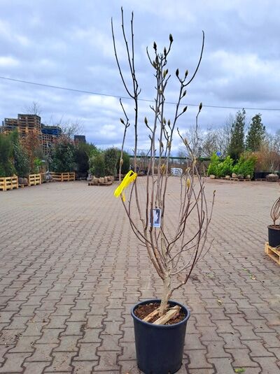 Magnolia soulangiana 'Lennei Alba' / Tulpen-Magnolie 'Lennei Alba' 125-150 cm C35, mehrstämmige Pflanze im Container mit Knospen