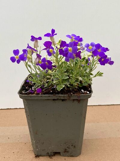 Aubrieta cultorum 'Silberrand' / Blaukissen 'Silberrand' P9 im Pflanztopf mit violetten Blüten und silbrig gerandeten Blättern
