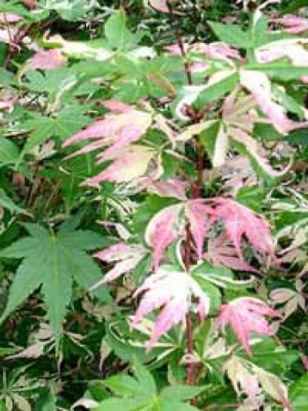 Buntblättriger Fächerahorn 'Oridono nishiki' / Acer palmatum 'Oridono nishiki'