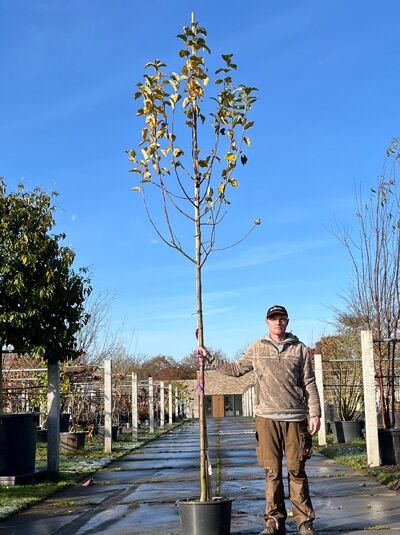 Malus domestica 'Gravensteiner ®' / Apfel 'Gravensteiner' Hochstamm 12-14 StU im Container, junger Baum mit Stamm und Krone