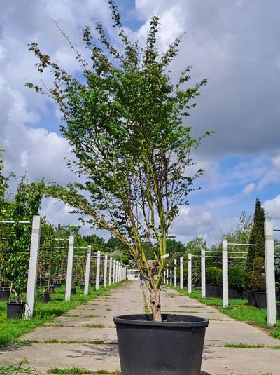 Acer palmatum (Fächer-Ahorn/Japanischer Ahorn) 250–300 cm im Container, mehrstämmiger Baum mit grünem Laub.