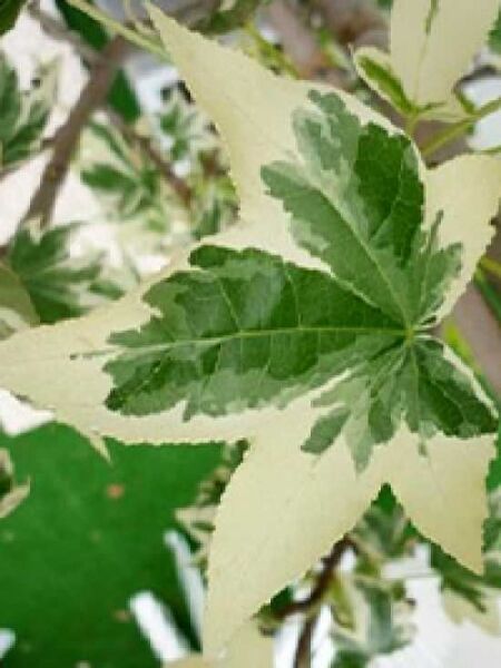 Liquidambar styraciflua 'Albomarginata Manon' / Weißbunter Amberbaum
