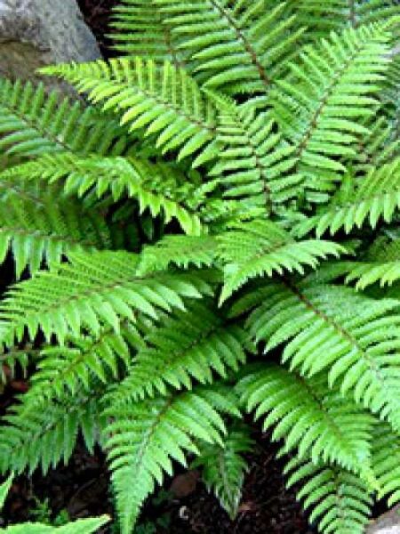 Japanischer Glanzschildfarn / Polystichum polyblepharum