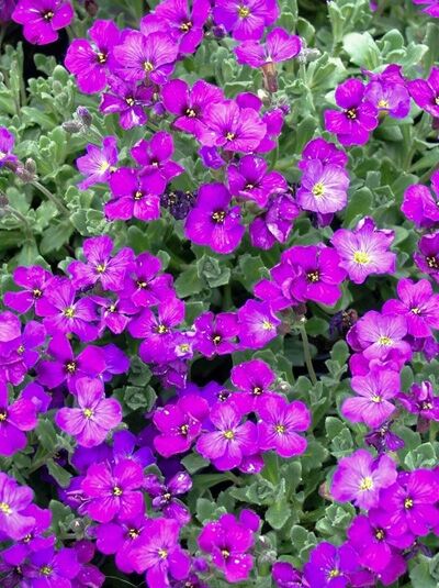 Blaukissen 'Downers' / Aubrieta cultorum 'Downers'