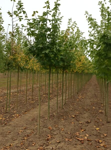 Spitz-Ahorn (Acer platanoides) 'Emerald Queen' Hochstamm, Baumreihe im Feld mit schlankem Stamm und grüner Krone.