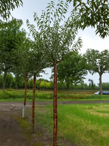 Prunus serrula (Mahagoni-Kirsche) Hochstamm 18-20 StU mit Drahtballen, junger Baum mit glatter rotbrauner Rinde