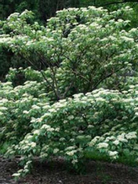 Cornus controversa 'Pagoda' / Riesen-Hartriegel 'Pagoda'