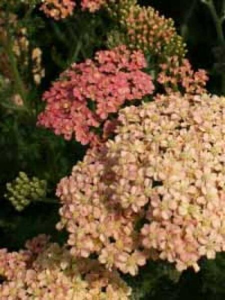 Schafgarbe 'Lachsschönheit' / Achillea millefolium 'Lachsschönheit'