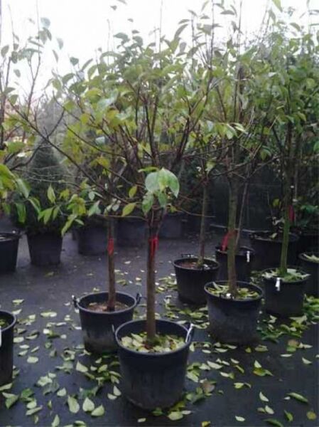 Diospyros kaki (Kakipflaume) Kakibaum Halbstamm 12-14 StU im C35-Topf, mehrstämmig mit grünem Laub.