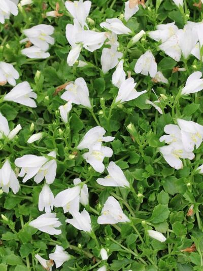 Weißes Lippenmäulchen / Mazus reptans 'Albus'
