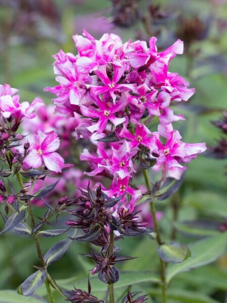 Großblättrige Flammenblume 'Propeller' / Phlox paniculata 'Propeller'