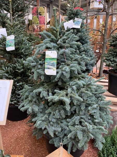 Kompakte Silbertanne Abies procera 'Obrighofen' mit dichtem, silbrig-blauem Nadelkleid