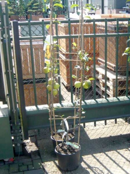 Spalierobst 'Golden Delicious' U-Form / Malus 'Golden Delicious'