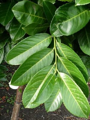 Kirschlorbeer / Prunus laurocerasus gnstig kaufen